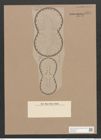 Surirella baldjikii Norm. (de-Toni-Nr.: Genus 53, Species 2300) Zeichnungen Sammlung Grunow Nr. 4751 (NHMW-BOT-W0372864)